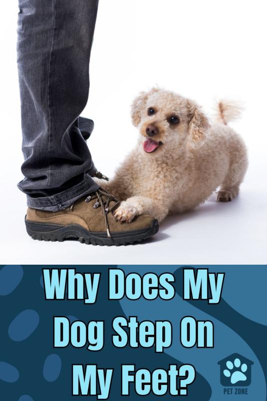 Why Does My Dog Step On My Feet?