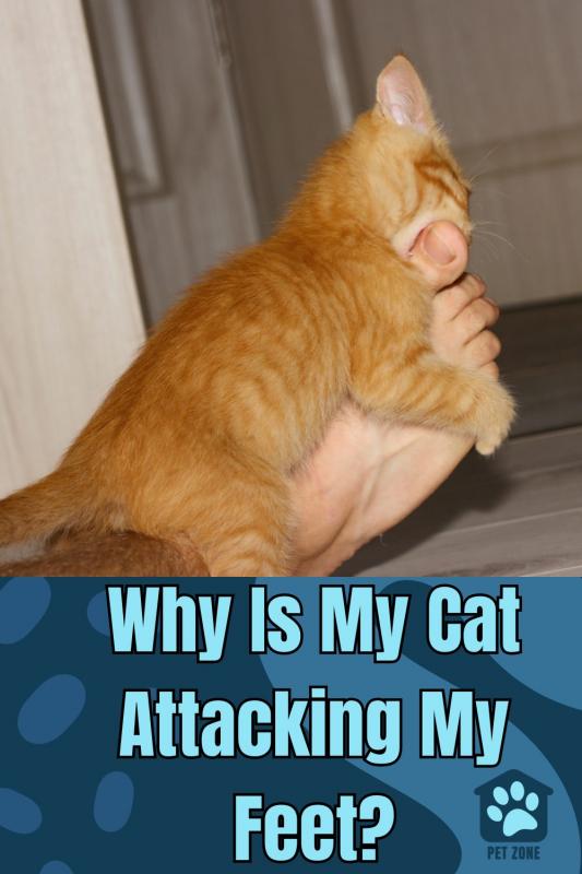 Why Is My Cat Attacking My Feet?