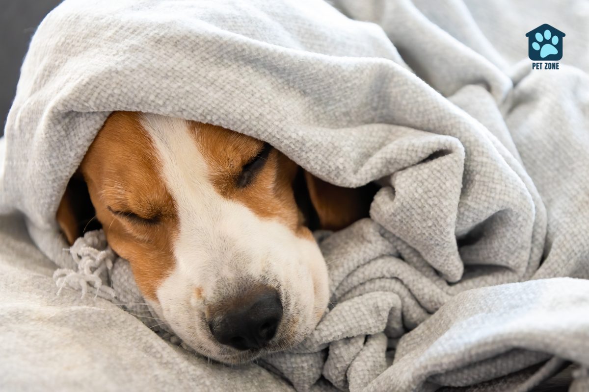beagle wrapped in white blanket