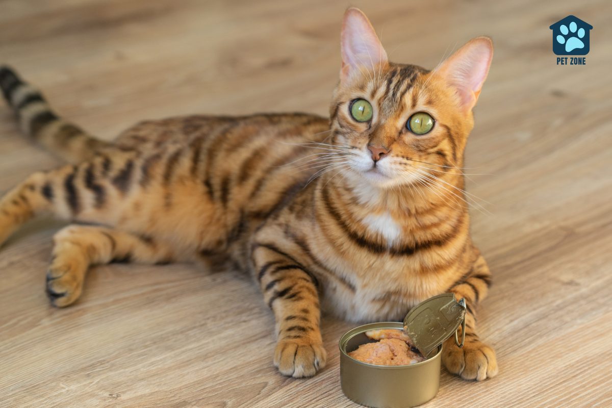 bengal cat sitting next to can of wet food