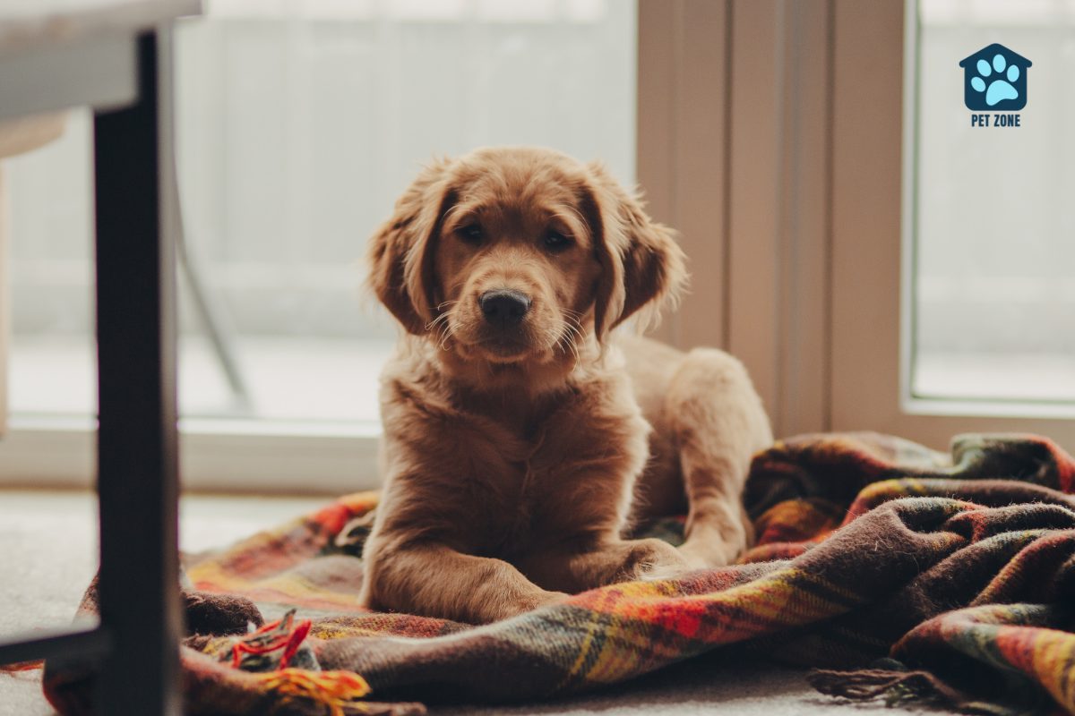brown dog sitting on plaid blanket