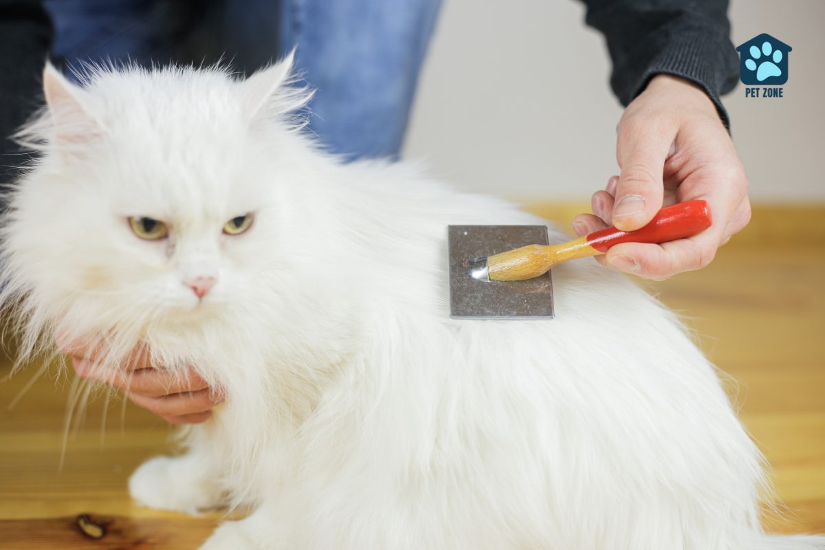 brushing white long-haired cat