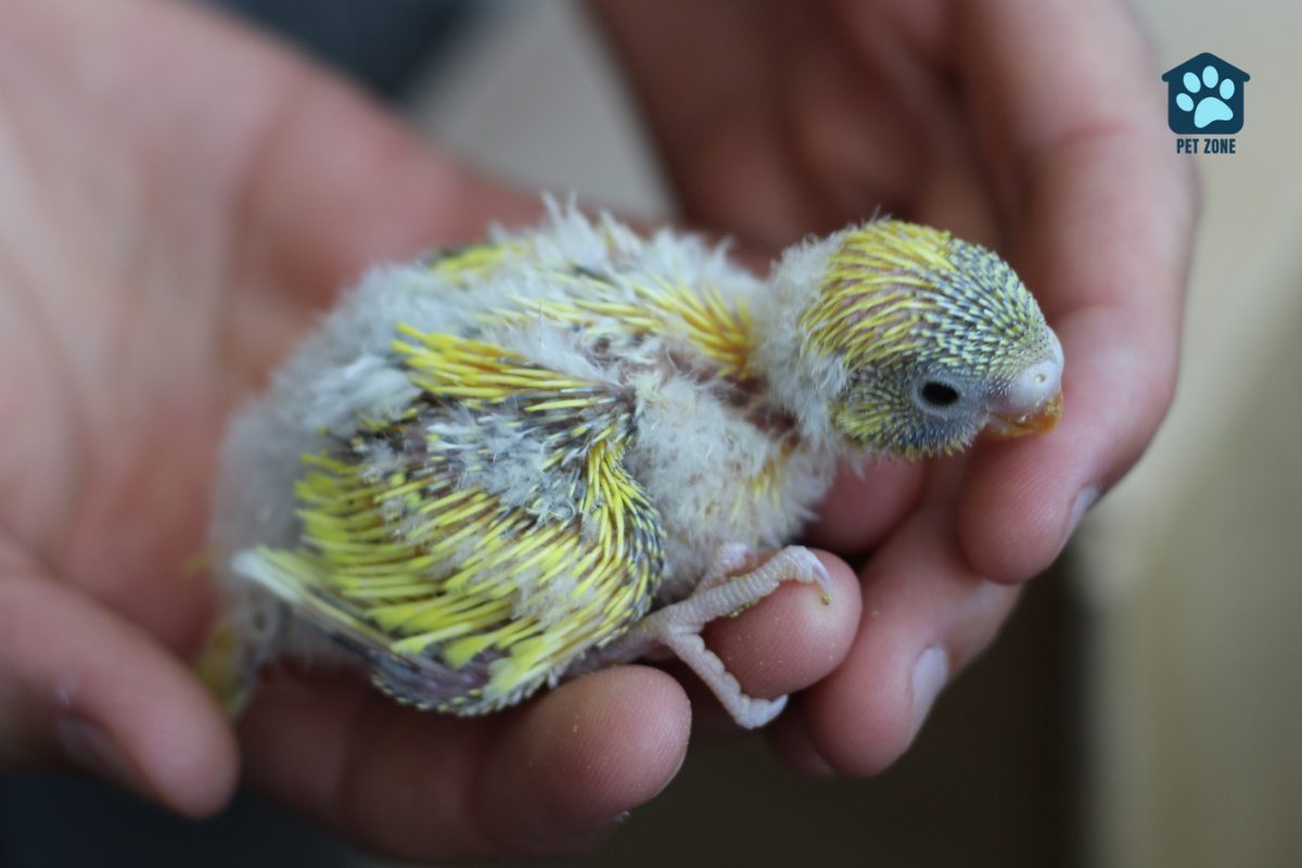 budgie chick nibbling on finger