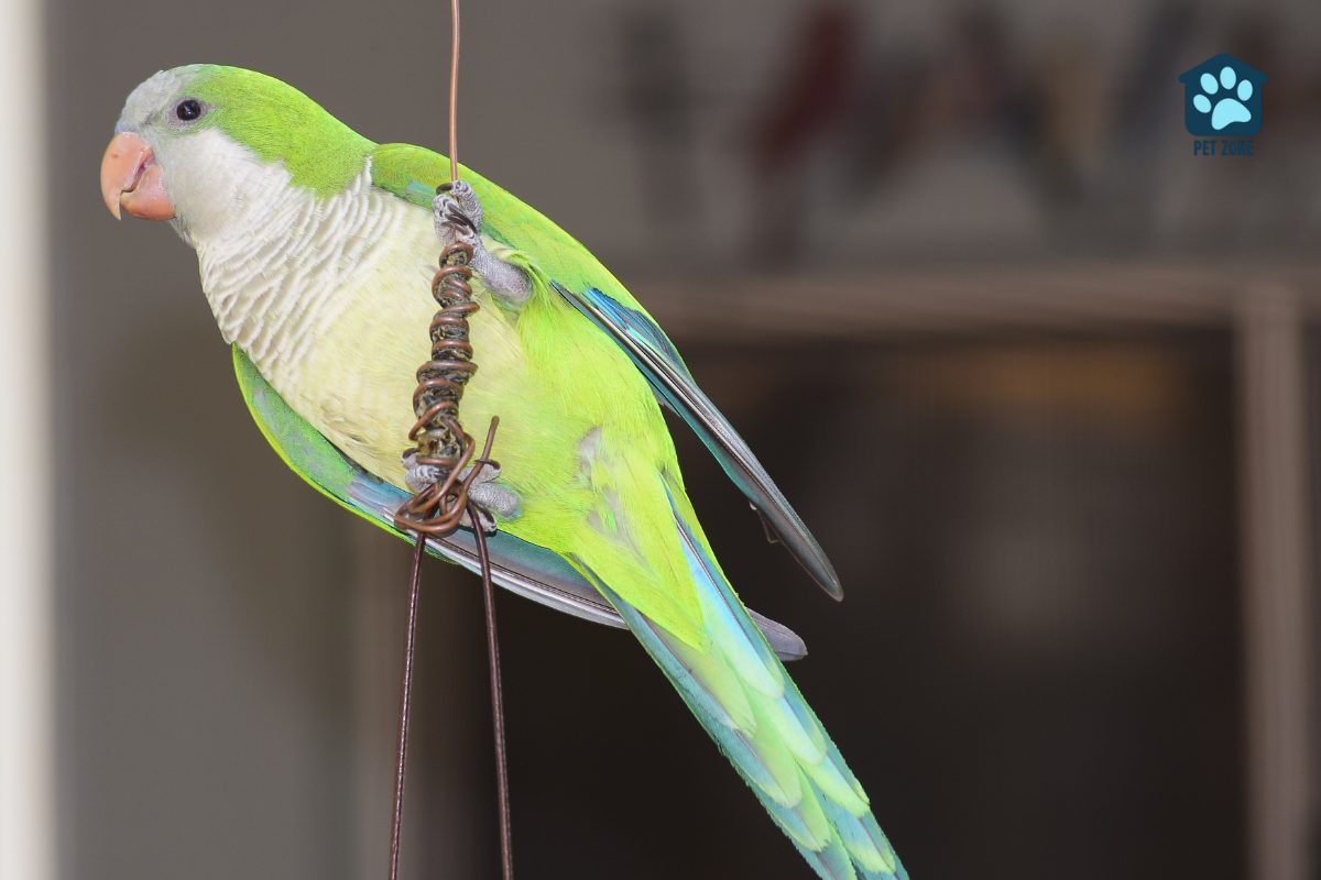 budgie clinging to a wire