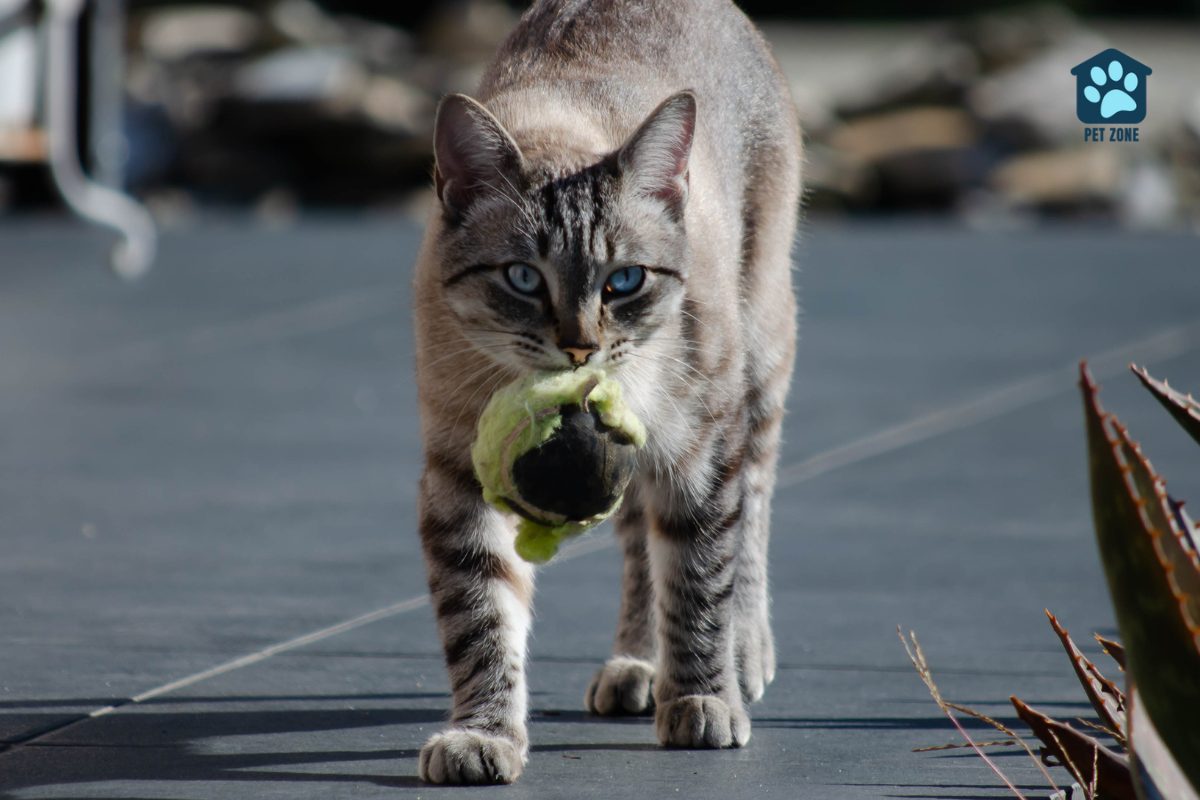 cat fetching ball