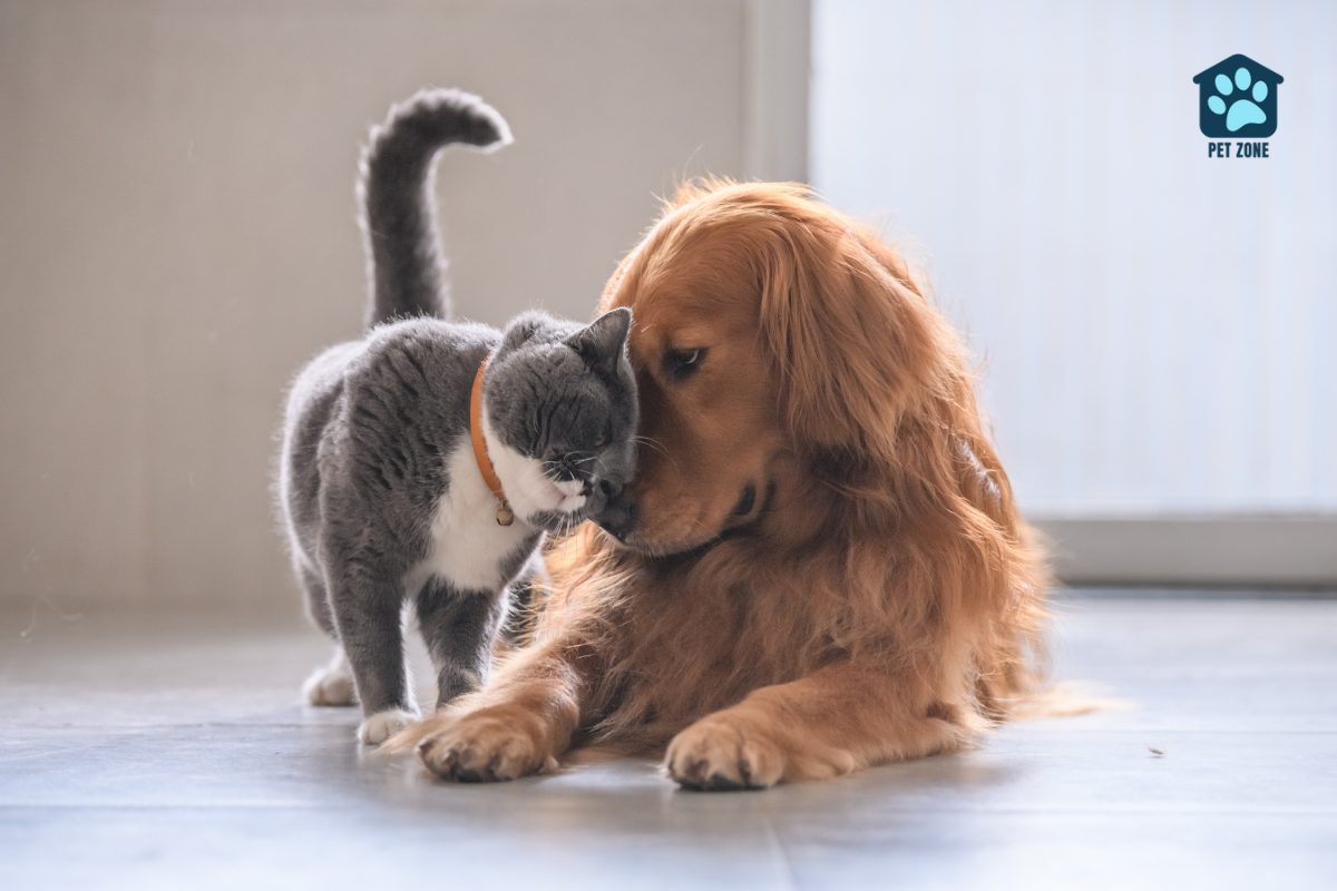 cat rubbing against dog