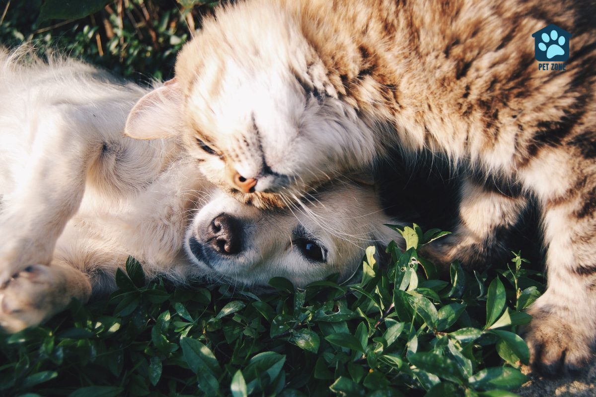 cat snuggling with puppy on the grass