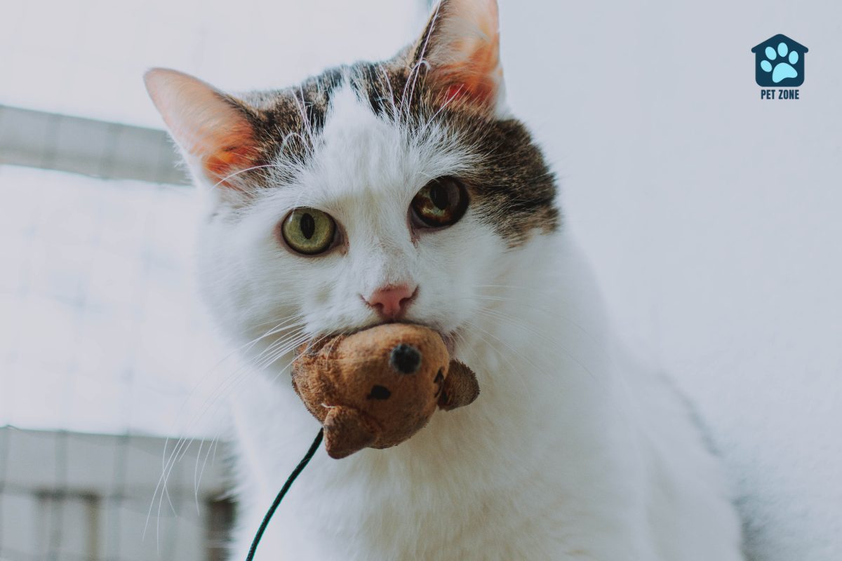 cat with brown mouse toy in mouth