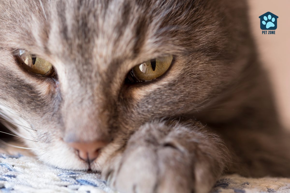 closeup of cat resting head on blanket