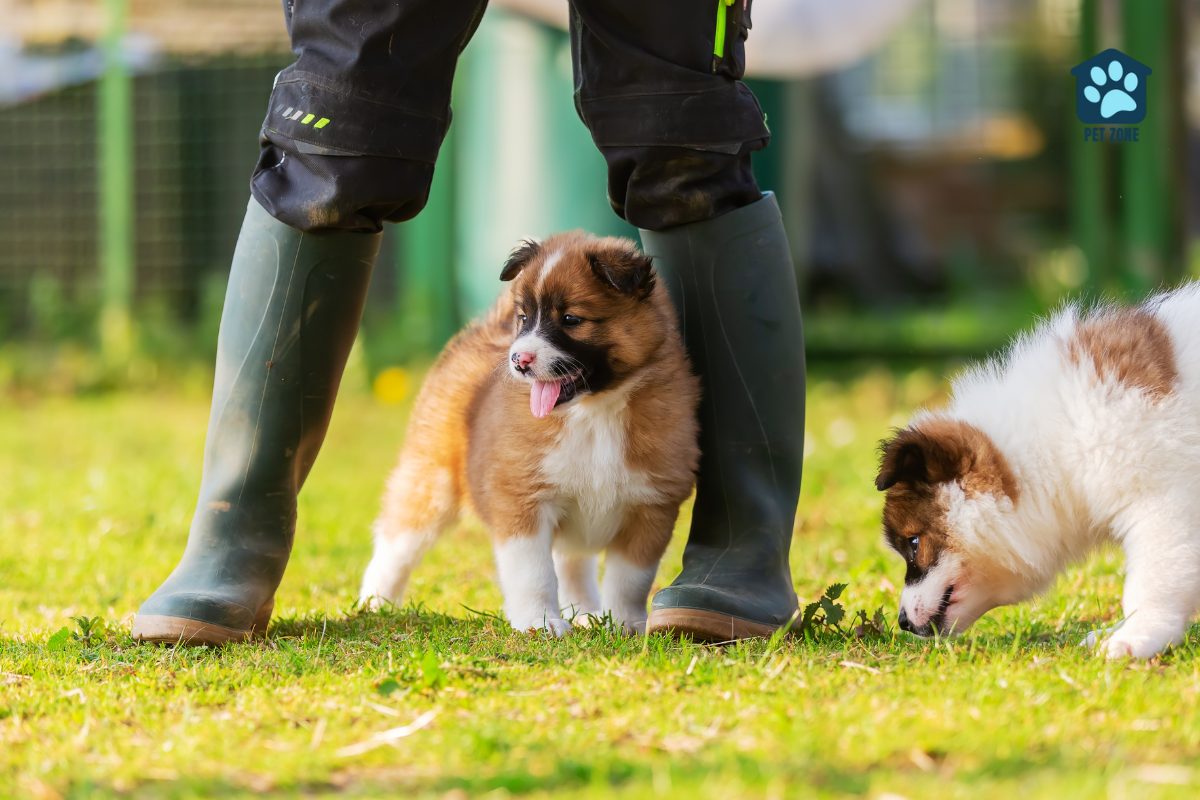 cute dog standing between legs in rubber boots