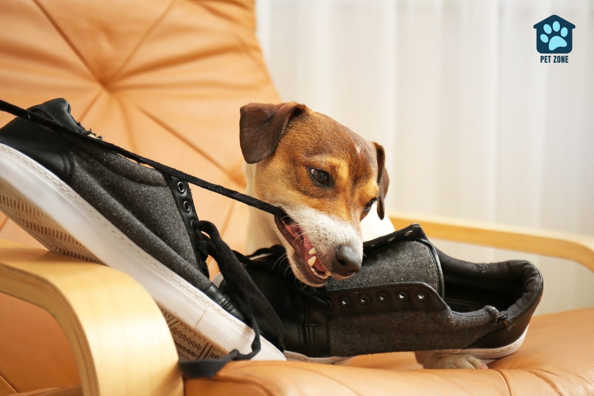 dog chewing on shoelace