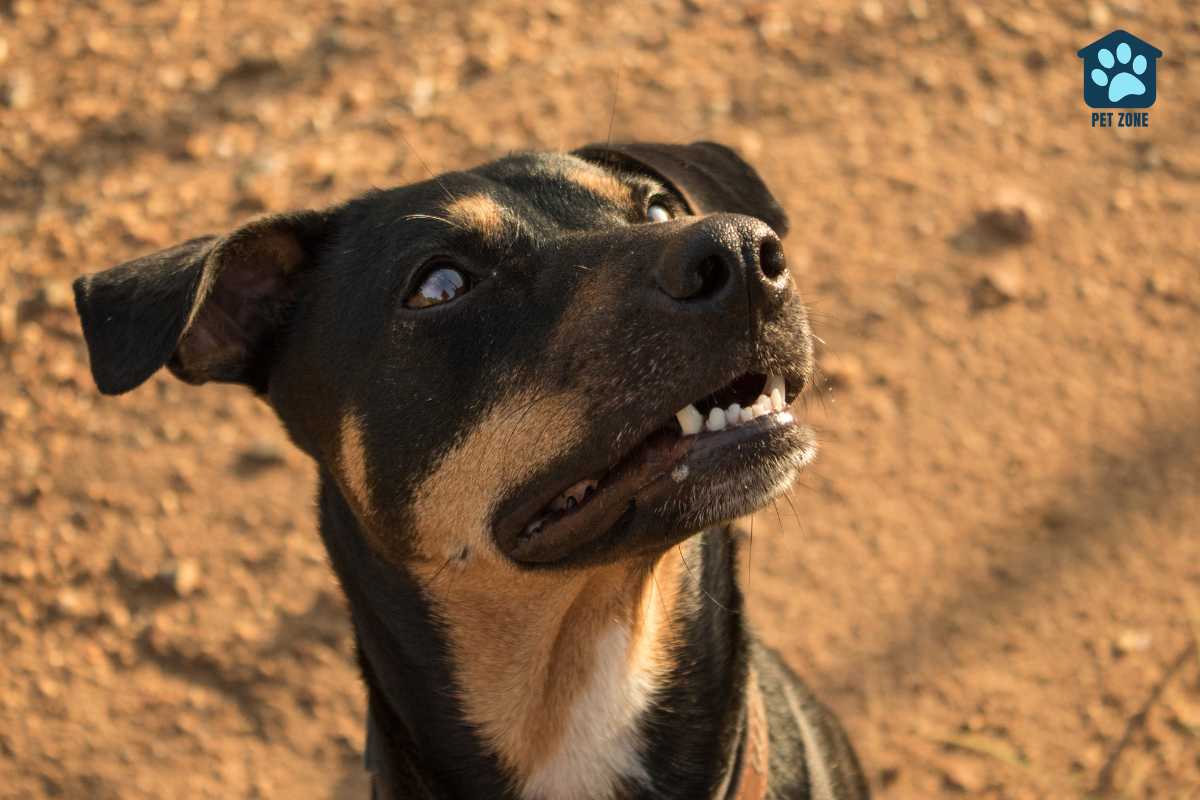dog looking up with mouth open