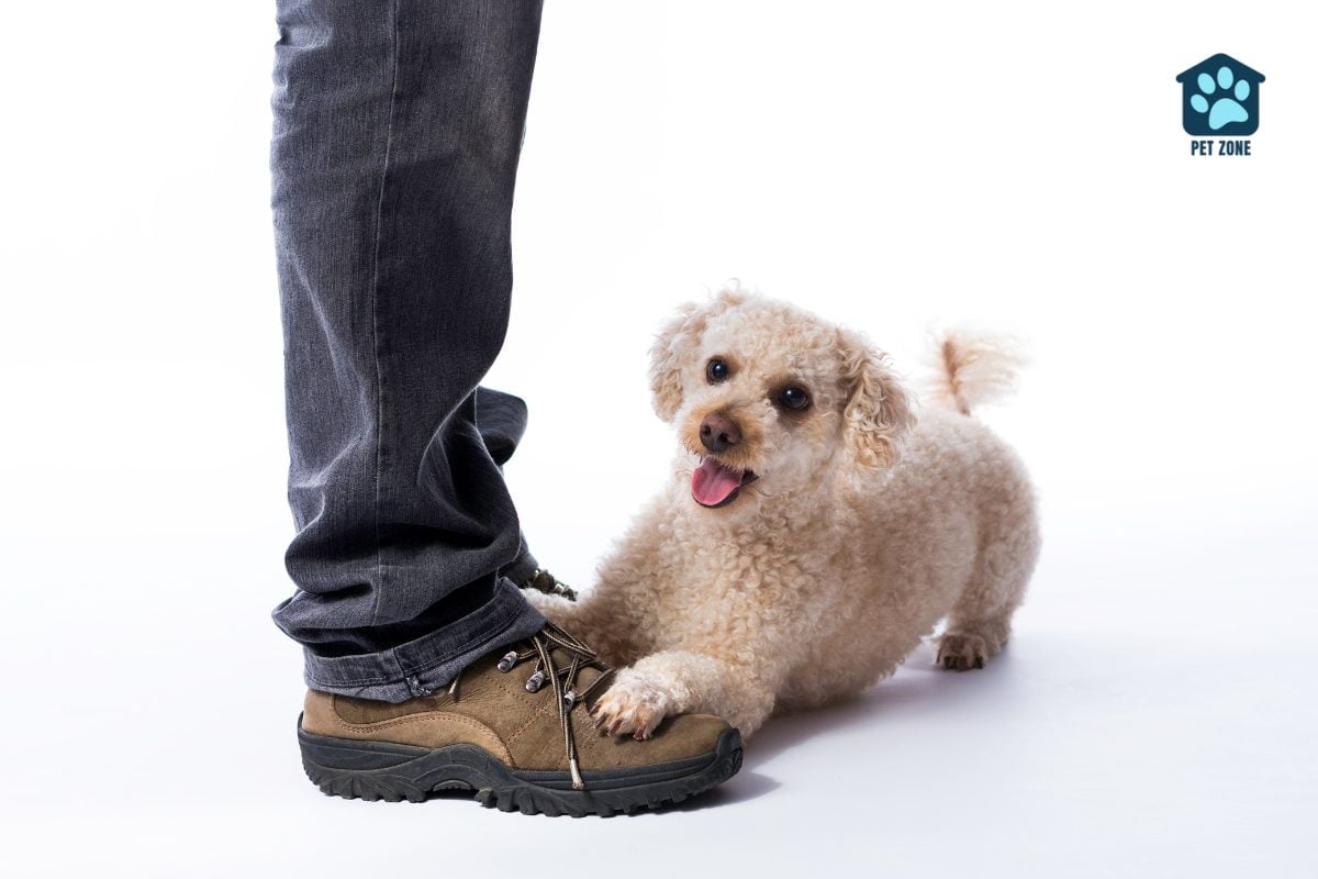 dog stepping on mans foot