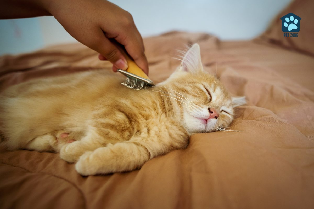 grooming a cute orange cat