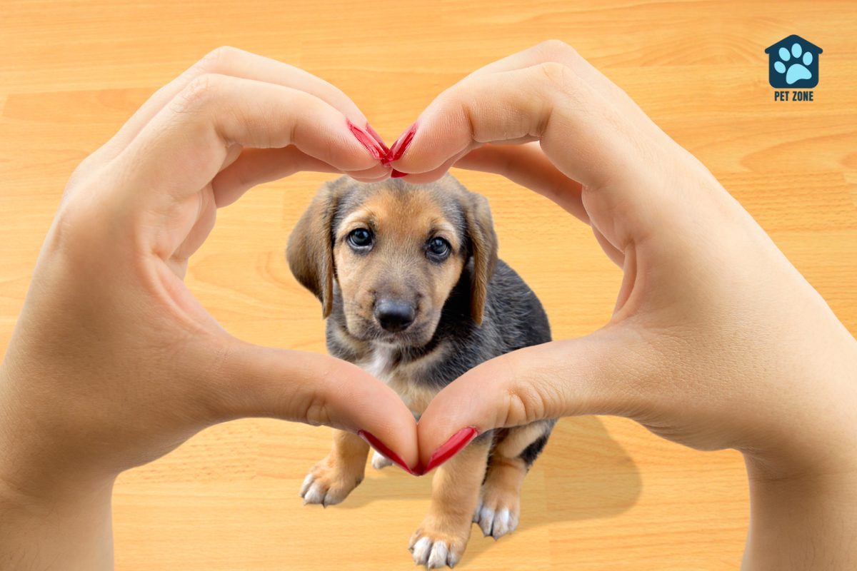 heart shape with hands around puppy