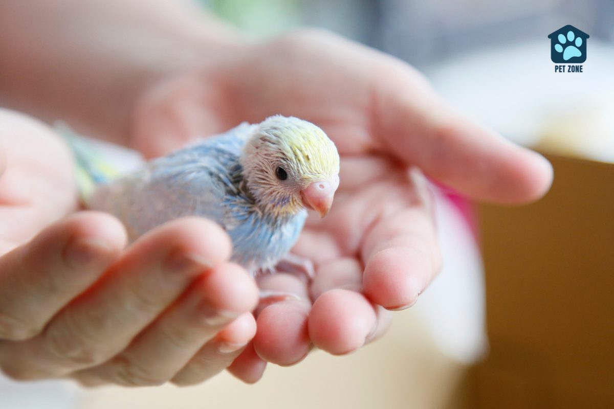 holding baby budgie in two hands