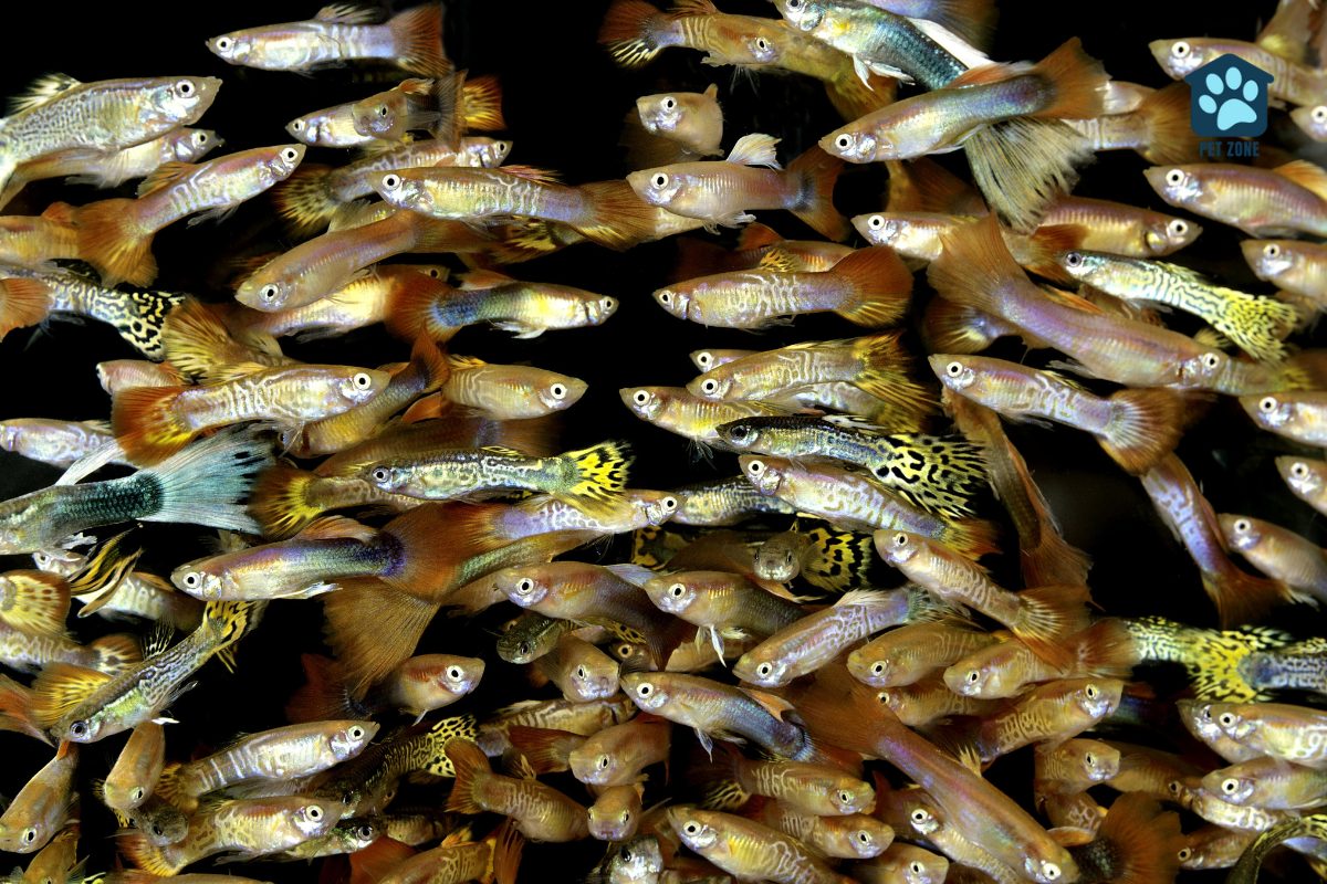 large group of guppies