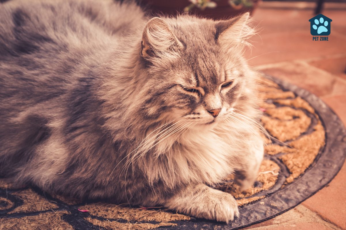 long-haired cat on small rug