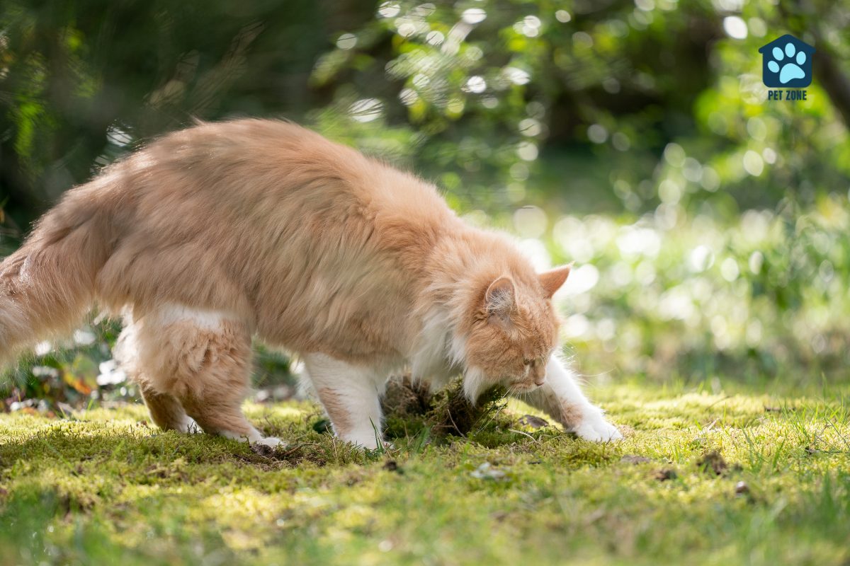 maine coon cat digging in the dirt