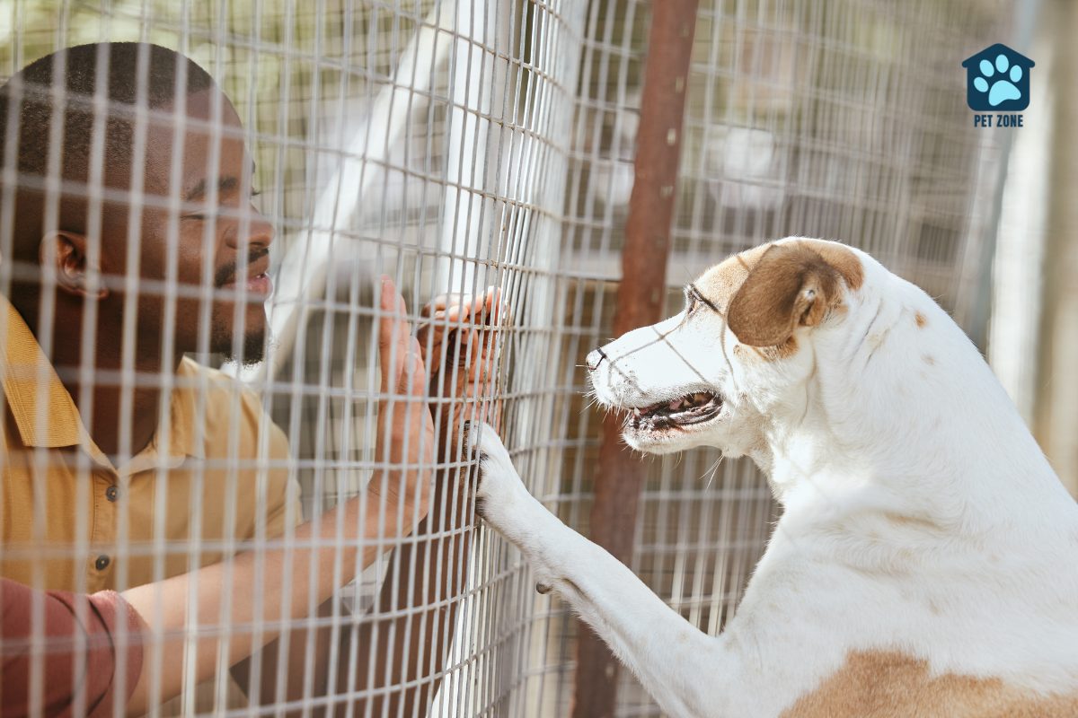 man and dog touching through fence
