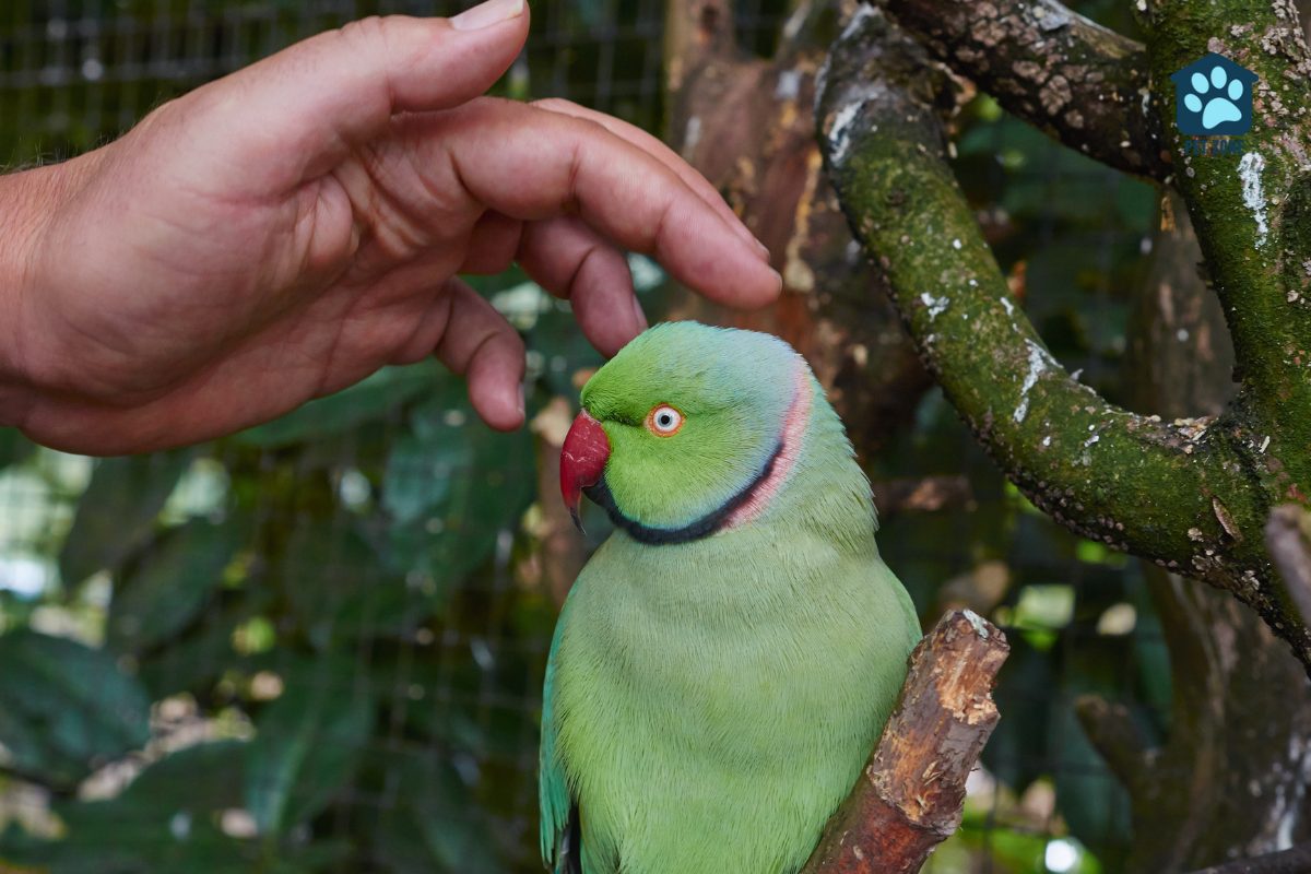 man stroking green parakeets head