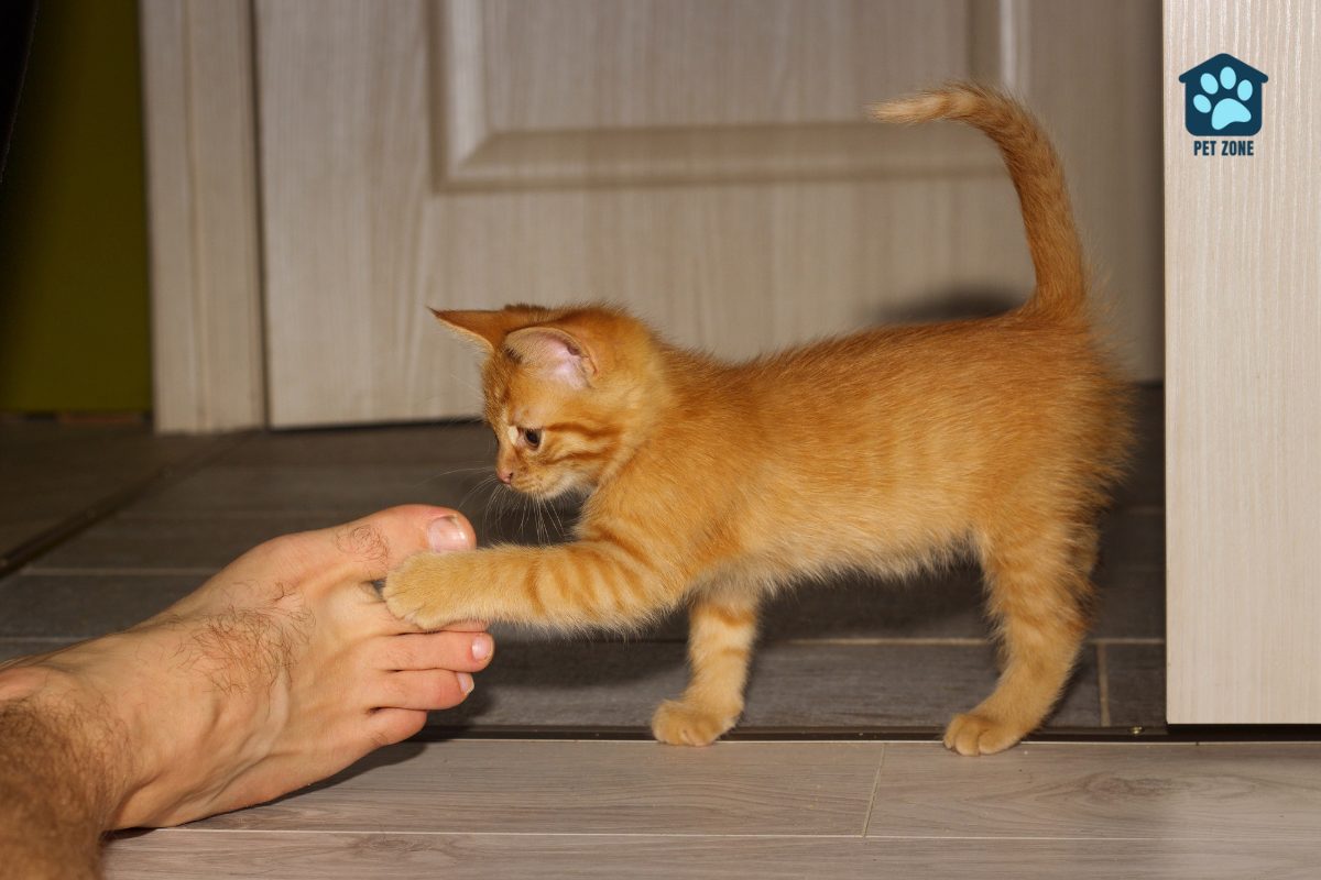 orange kitten batting at foot