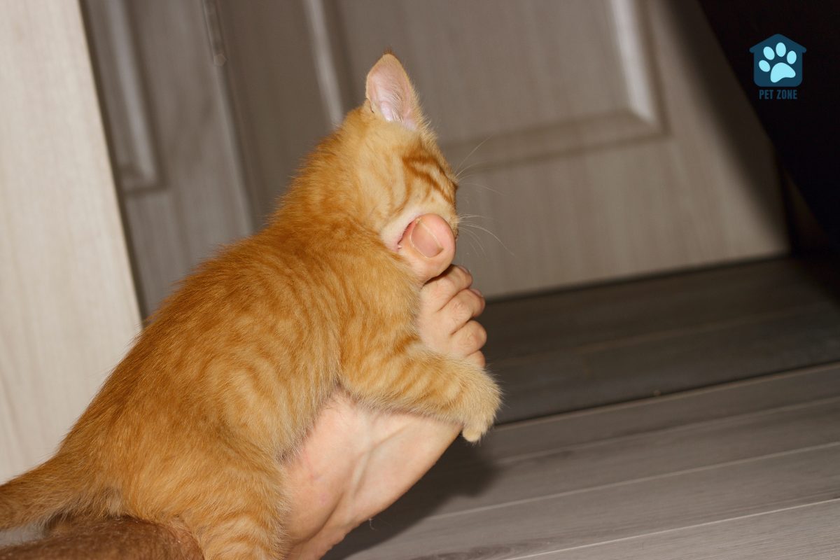 orange tabby kitten biting owners foot