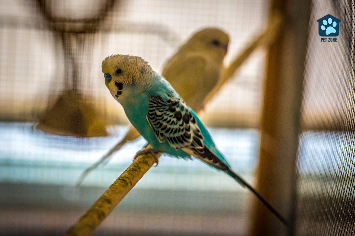 parakeet standing on a perch