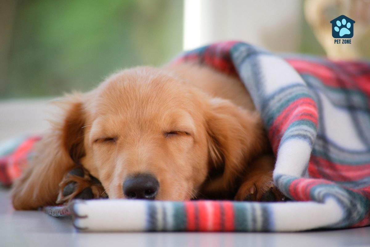 puppy sleeping wrapped in plaid blanket