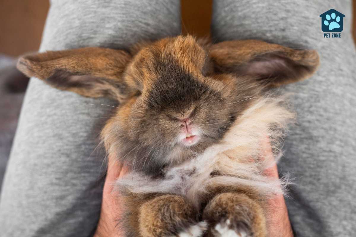 rabbit laying on owners thighs
