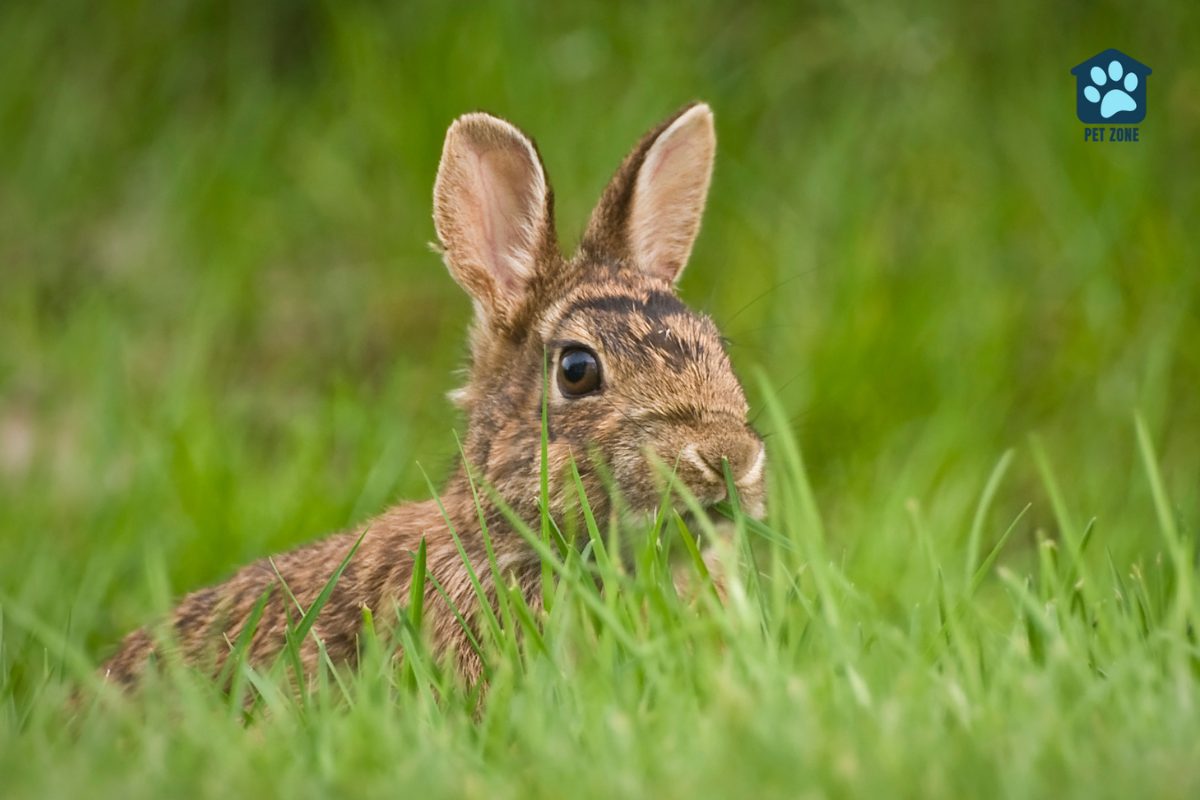 wild rabbit sitting in grass