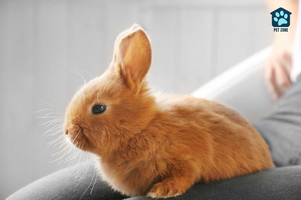 rabbit sitting on owners leg