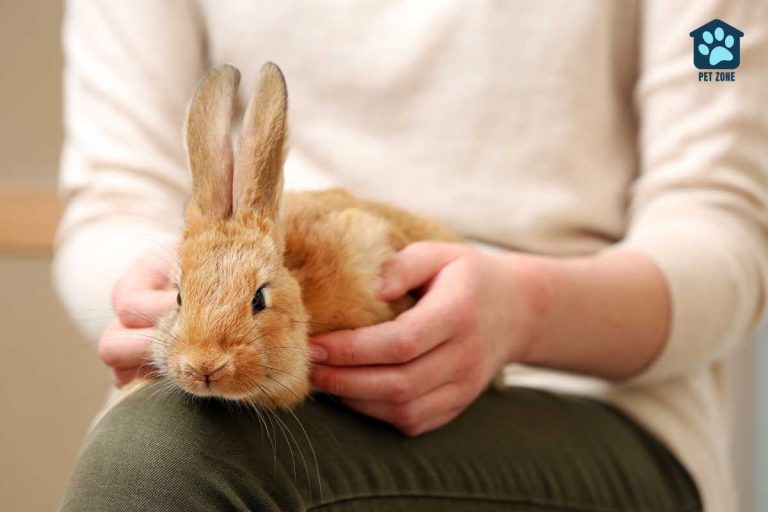 Why Does My Rabbit Bite My Clothes?