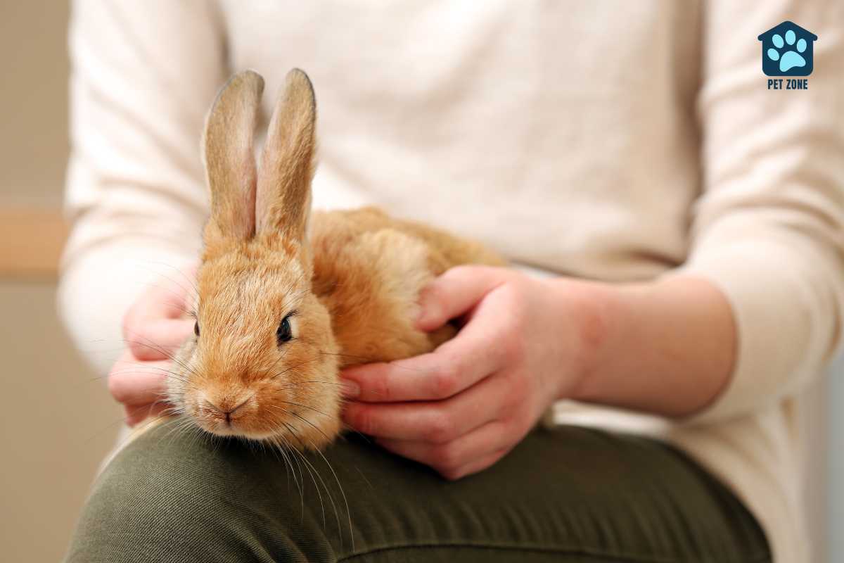 rabbit sitting on womans leg