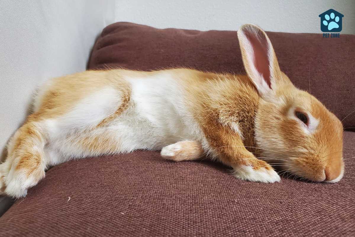 rabbit sleeping on cushion