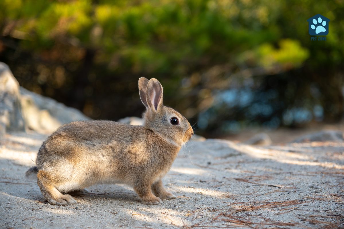 wild rabbit standing outdoors