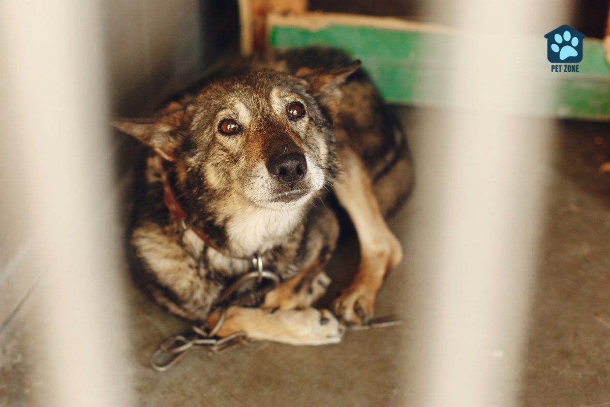 scared lonely dog at shelter