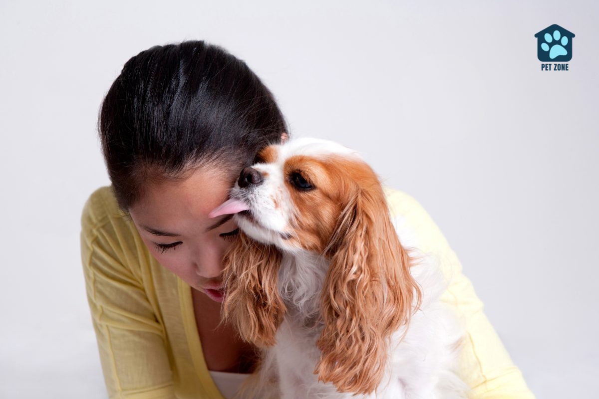 small dog licking womans face