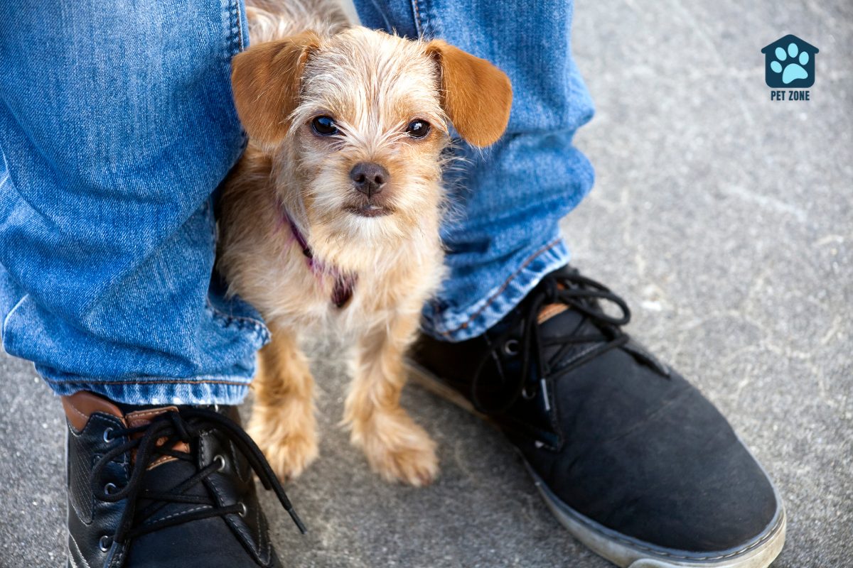 small dog standing between legs wearing jeans