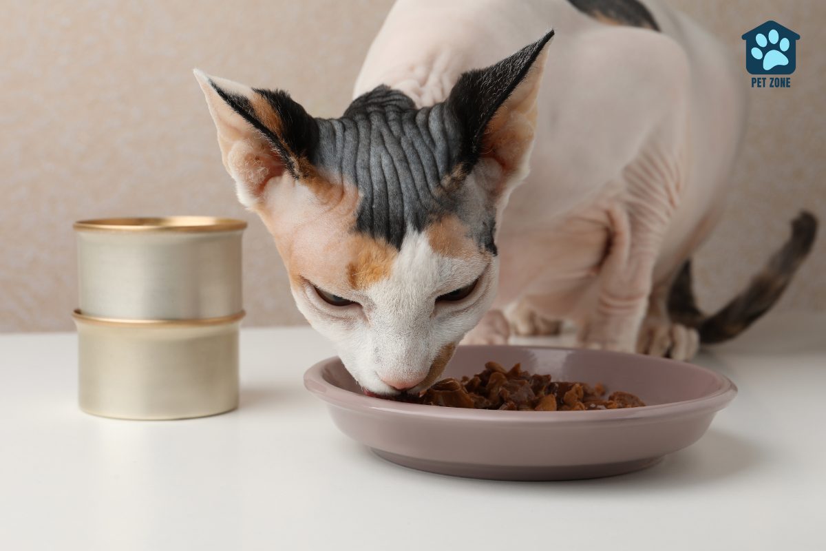 sphynx cat eating wet cat food