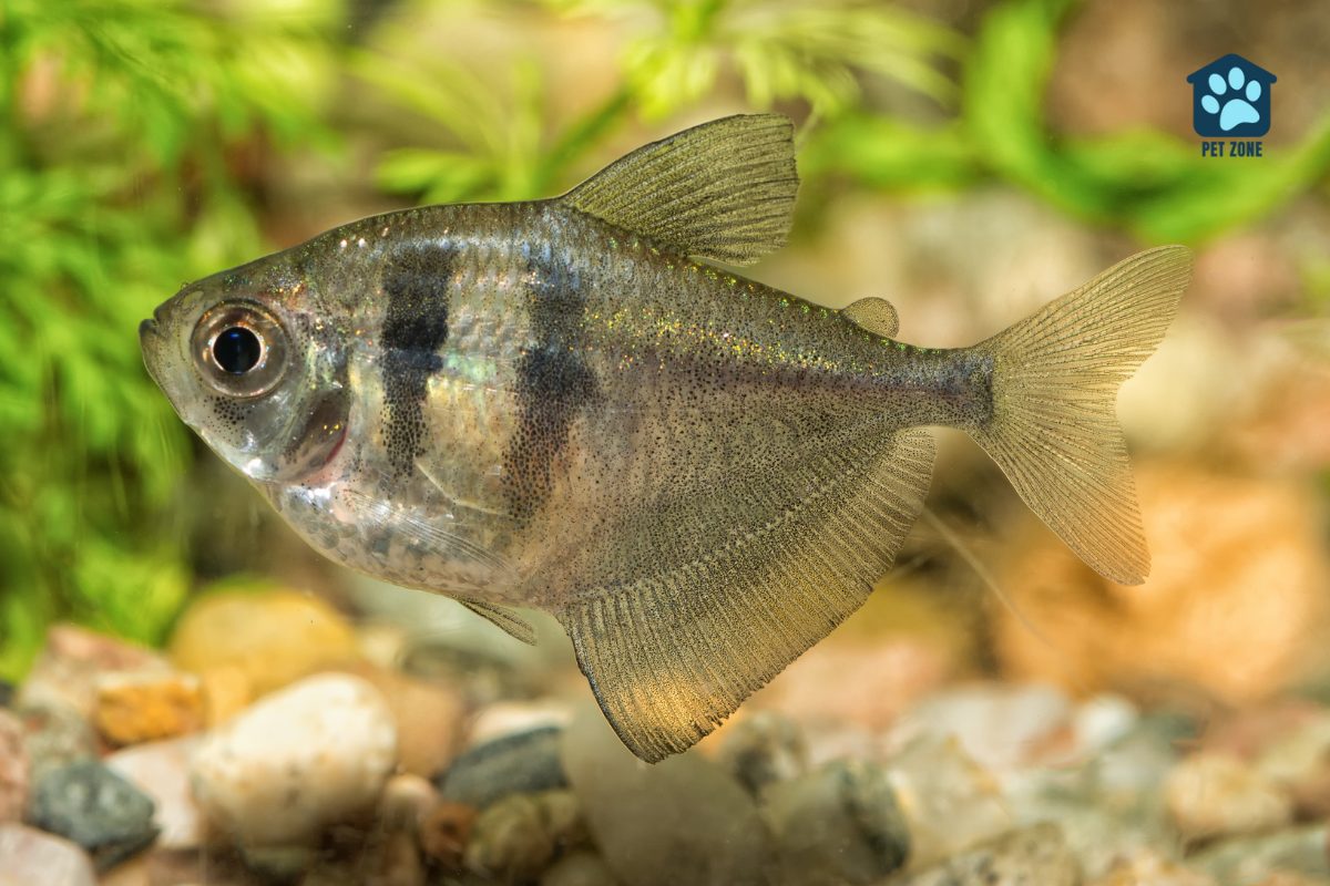 tetra fish in an aquarium
