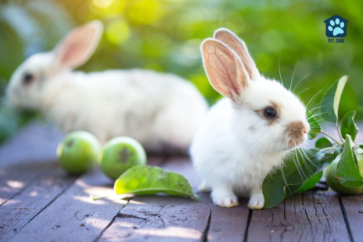 two baby white rabbits