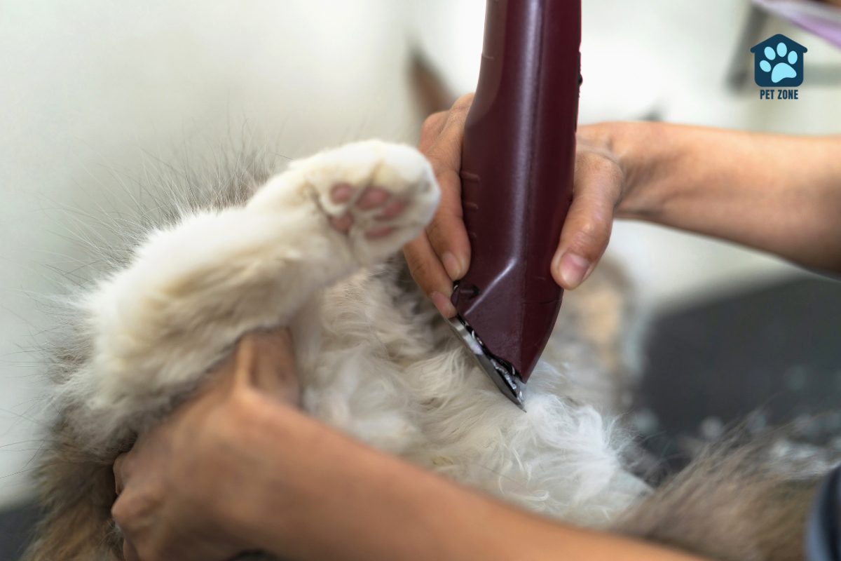 using clippers on long-haired cat belly