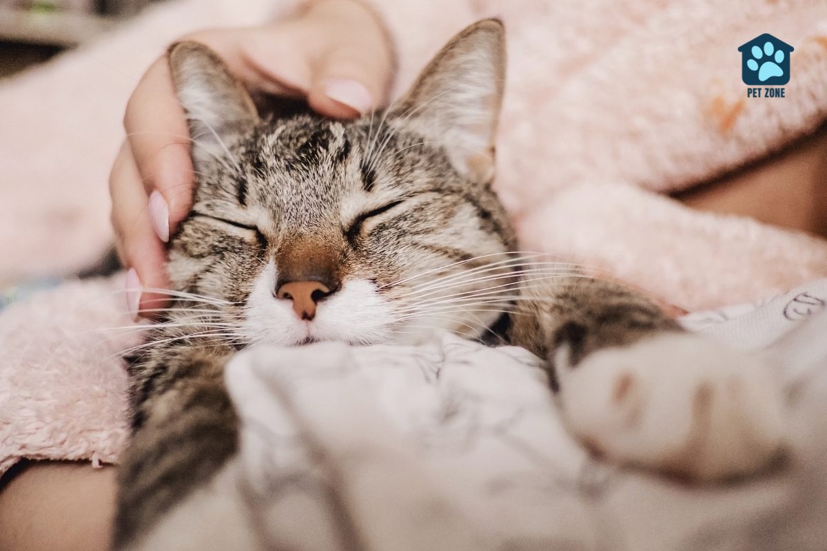 woman petting sleeping cat