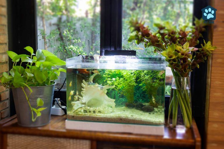 How Many Fish Can Safely Live In A 5 Gallon Tank?
