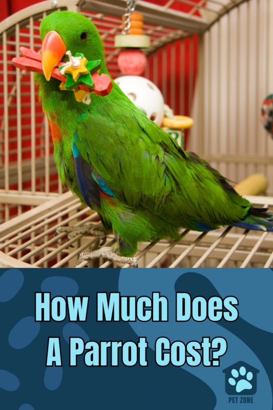 How Much Does A Parrot Cost?