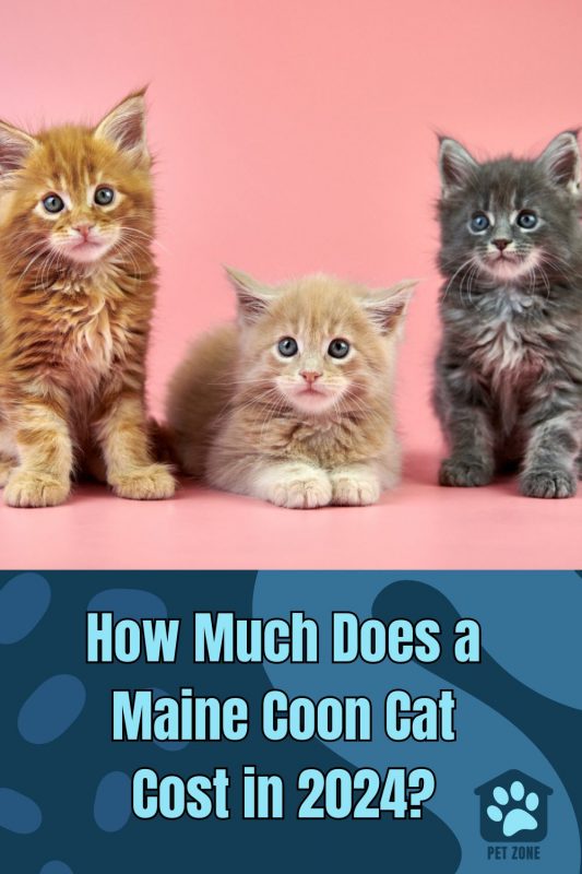 How Much Does a Maine Coon Cat Cost in 2024?