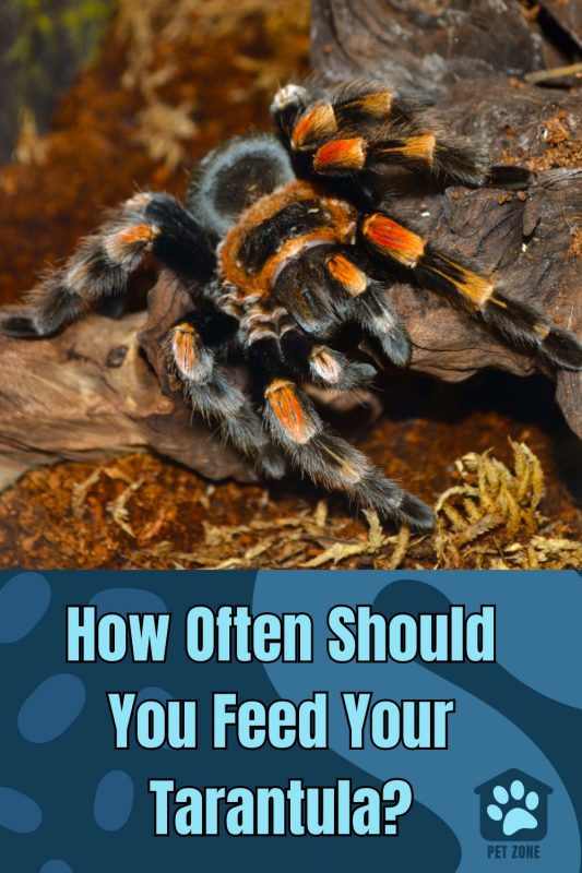 How Often Should You Feed Your Tarantula?