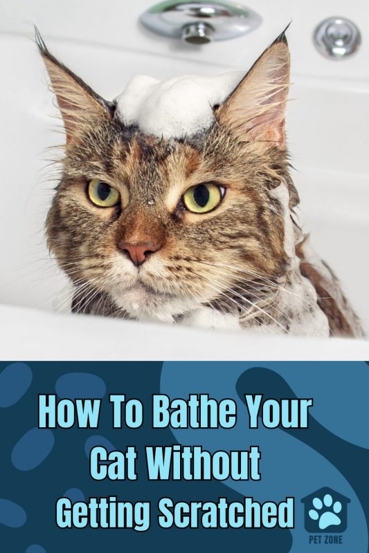 How To Bathe Your Cat Without Getting Scratched