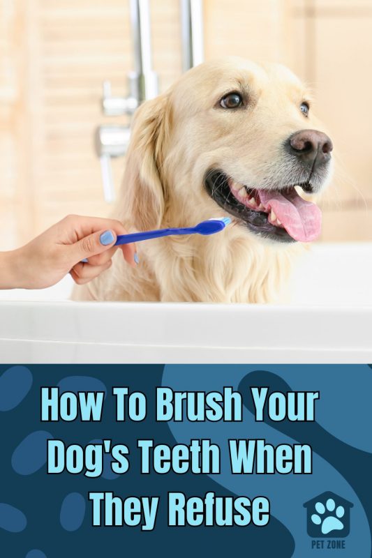 How To Brush Your Dog\'s Teeth When They Refuse